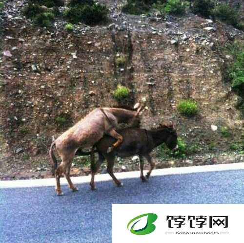 傻大壮长的驴一样的东西：令人震惊的奇特现象