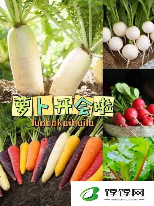 拔萝卜又叫黄降9.1：网络热门现象背后的秘密