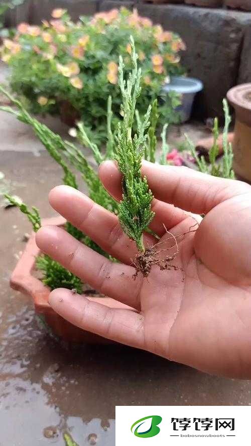 日本 72 种扦插方式：成为园艺高手的秘密武器