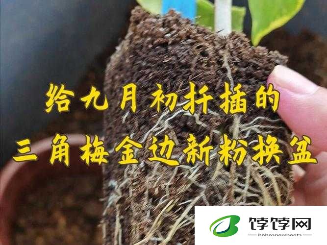 扦插 BB 和扦插 BB 的区别：分析与探讨