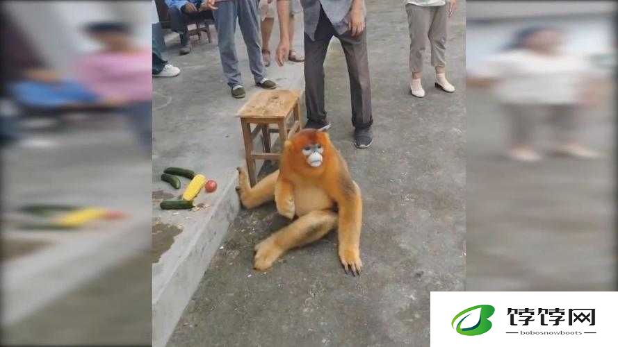 金丝猴下山串门村民热情款待：动物与人和谐共处的美好画卷