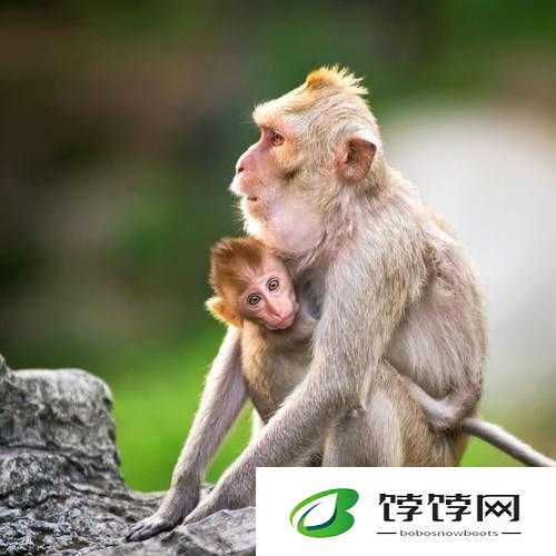 大猴子会一直抱着小猴子：动物界的深情守护