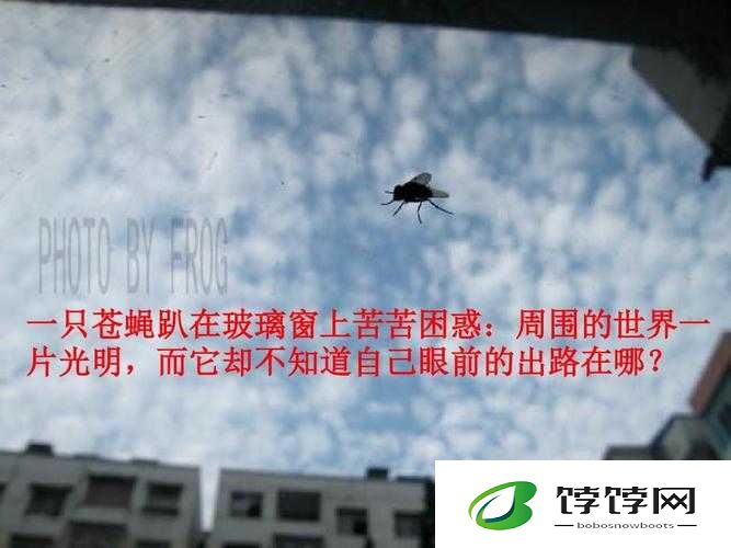趴在玻璃窗做给别人看：一场独特的表演