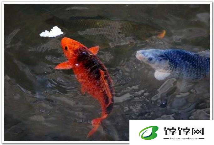 鲤鱼喝水技巧图解：探索鱼类饮水的奇妙世界