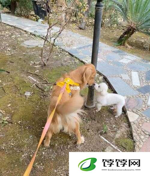 我和我家大金毛卡住后怎么自救：方法解析