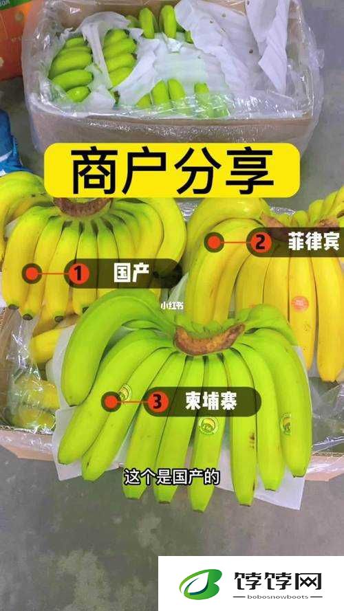 国产香蕉和进口香蕉的价格比较：谁更具性价比