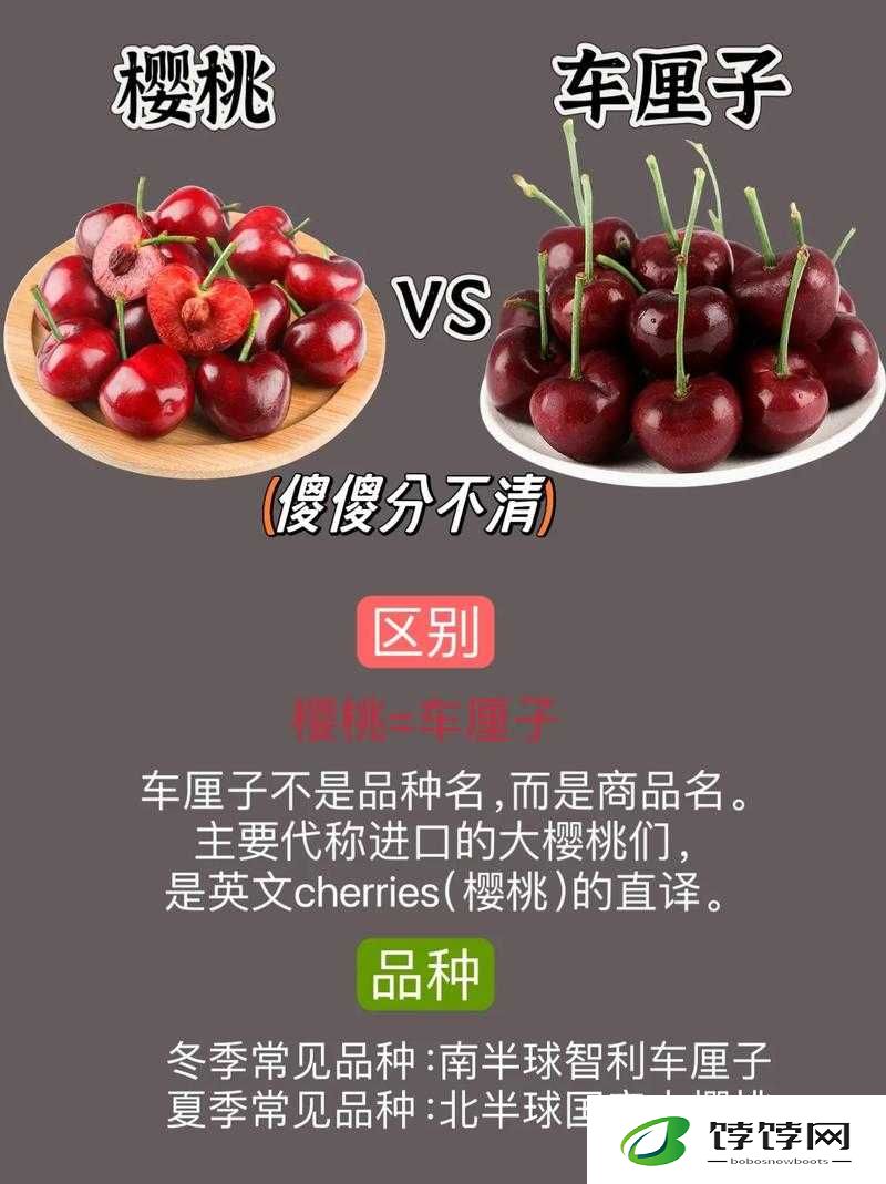 红颜樱桃和黄蜜樱桃的区别：成为水果界新宠