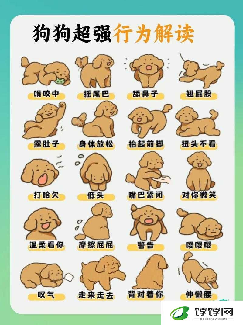狗狗配人怎么配：这是不被允许的行为