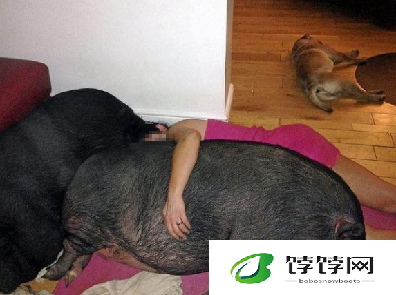 高清人和猪又细又长像钻头：奇特现象解析