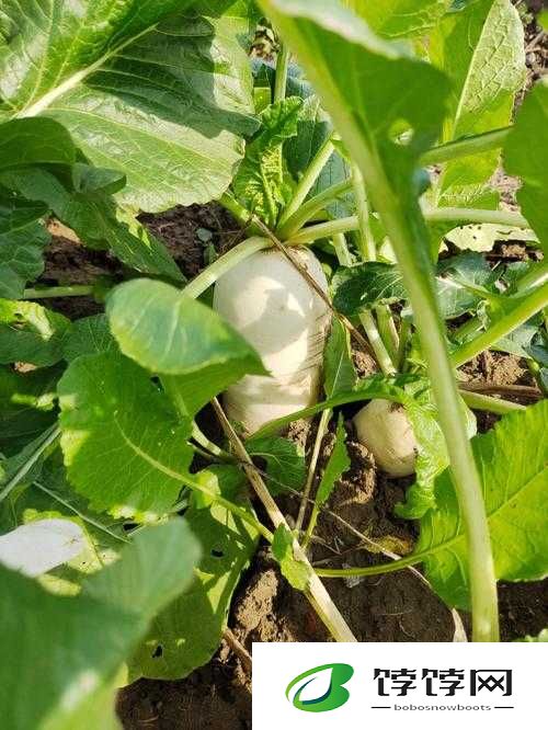拨萝卜做钢筋：工程奇迹还是豆腐渣工程？