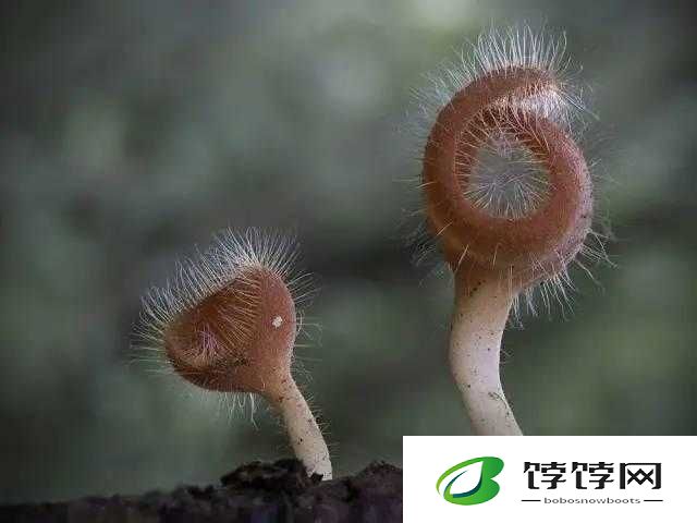 蘑菇头顶开花缝：探索神奇植物世界的奇妙景观