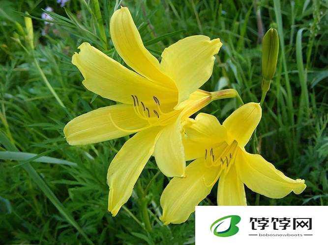 香蕉久久丫精品忘忧草：独特美味体验