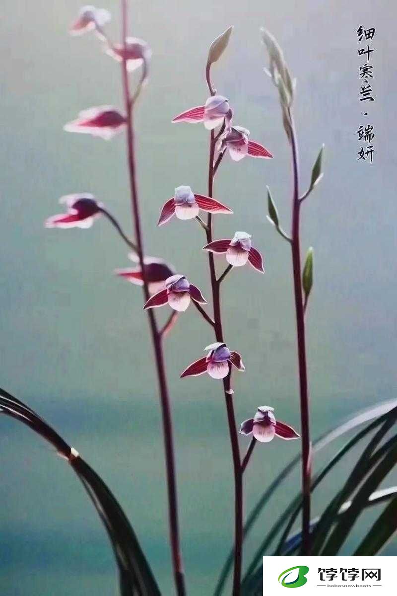 XX 厘米能否让女孩落泪？