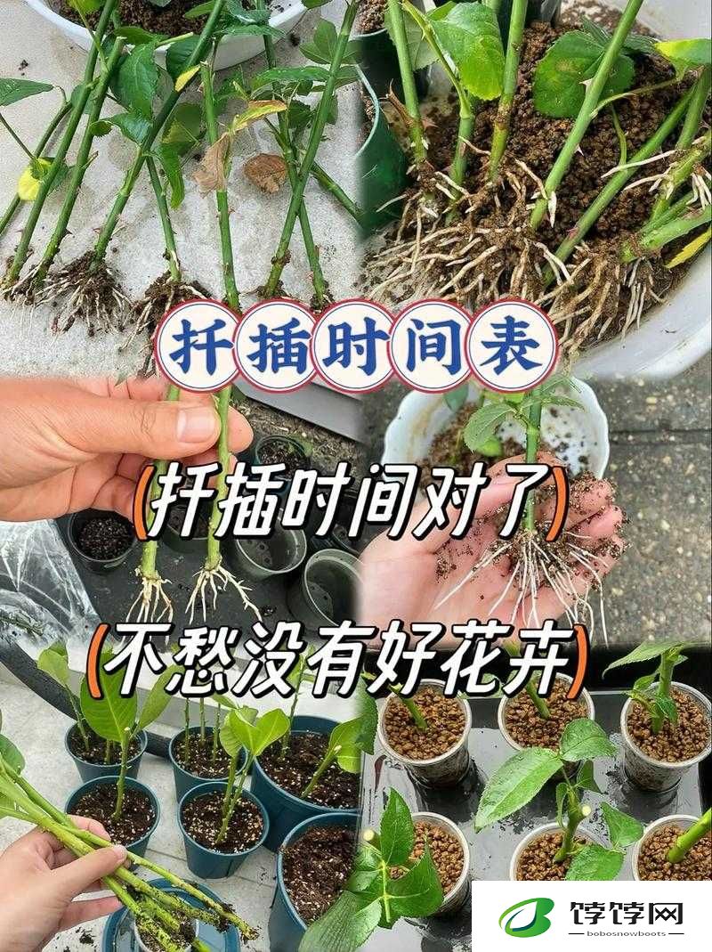 欧式 45 种扦插方式图片：探索欧式园艺扦插的奇妙世界