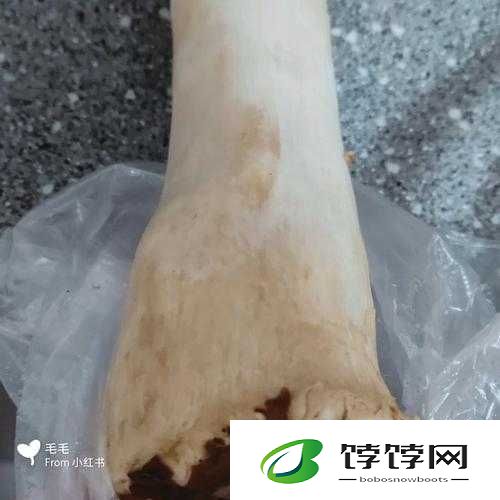 有一根又黑又硬的蘑菇头开始制作全新内容：神奇之旅