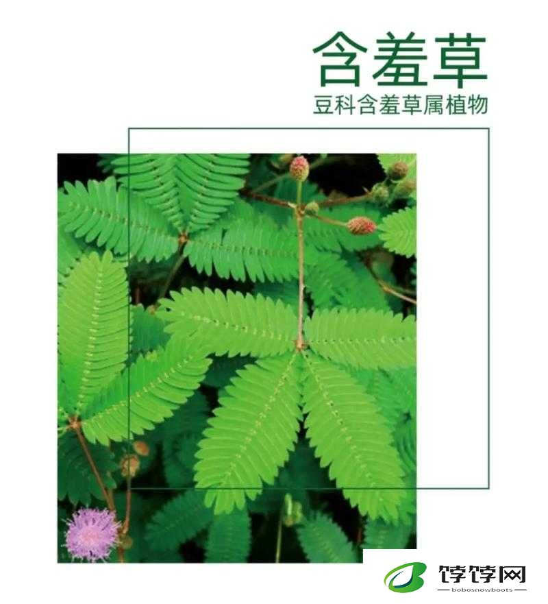 含羞草的作用及其更多奥秘