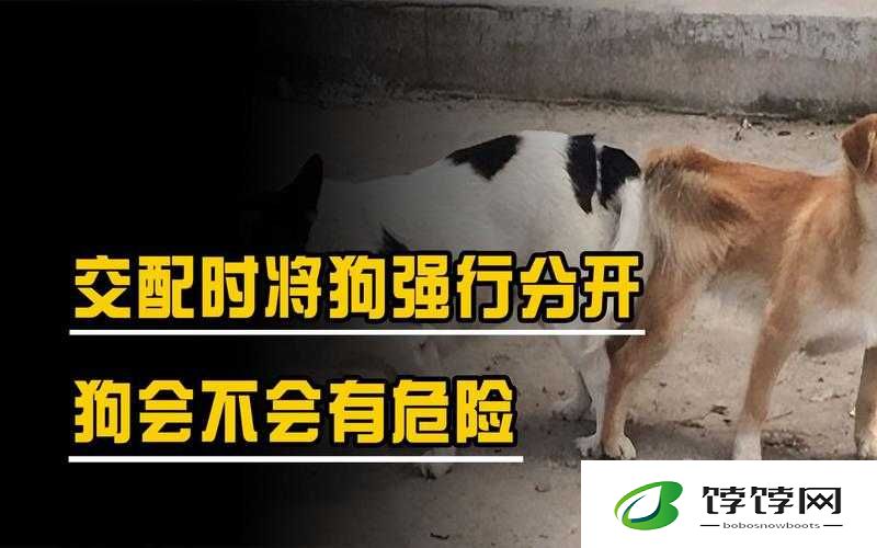 狗配人会锁住多长时间能分开：这是什么问题