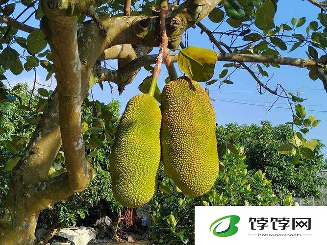 菠萝蜜水蜜桃：探索甜蜜的水果世界