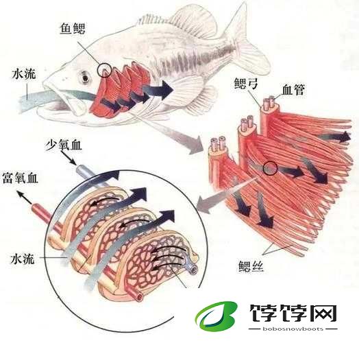 吕总扣鱼鳃：惊人的水产处理技巧