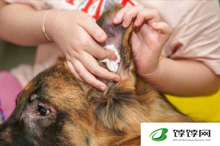 狗狗的东西又硬又烫又臭：揭秘真相
