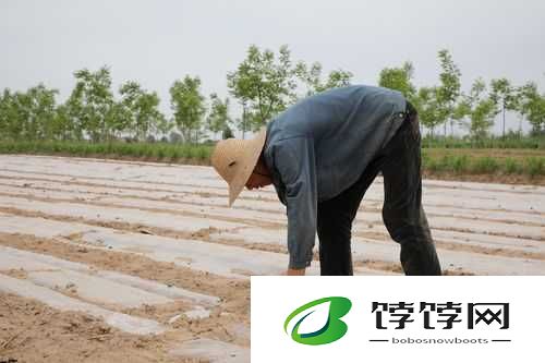 弯着腰弓着身子的样子：劳作中的辛苦姿态