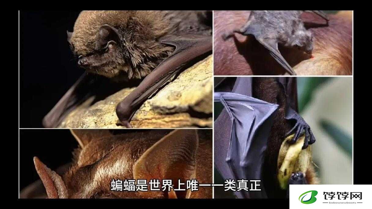 无人区编码6229蝙蝠：神秘的未知密码