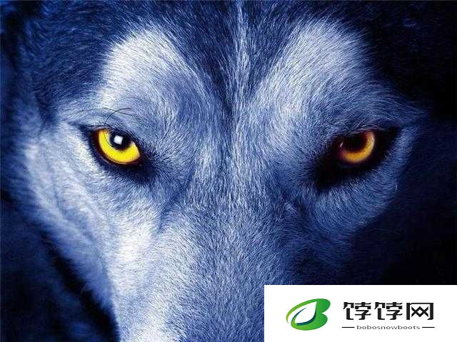 老狼在无人区的表现如何：探寻其生存智慧