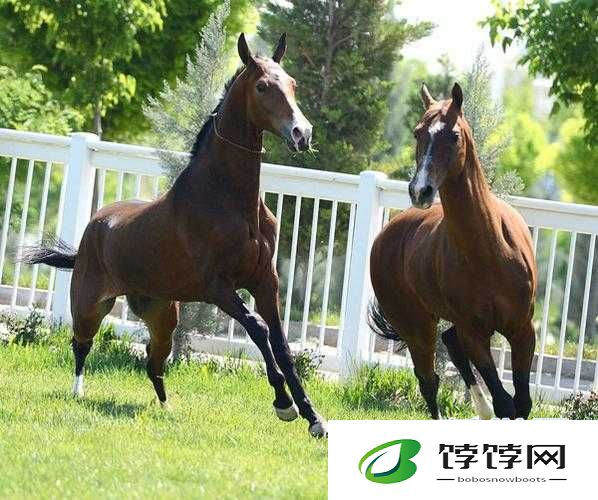 人马畜禽companylimited的动物明星：闪耀舞台
