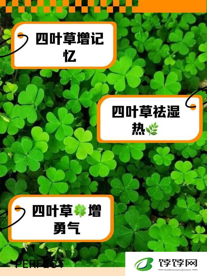 四叶草m码和欧洲码的888区别：探究时尚尺码的奥秘