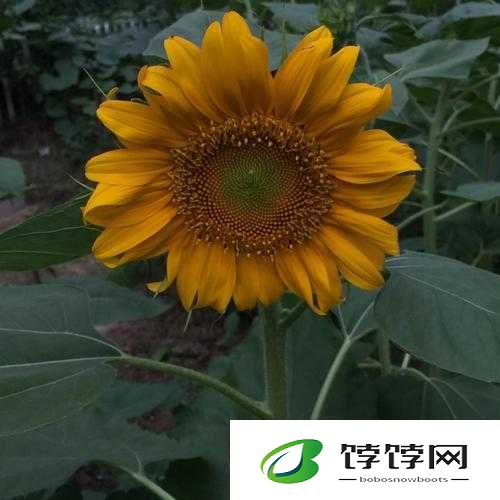 草莓向日葵黄瓜丝瓜的奇妙组合