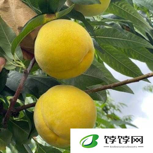 9612 黄桃亚洲品质：引领水果新潮流