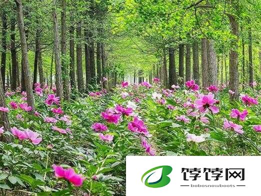 香软玉滑（林芍药）：惊世美颜背后的秘密