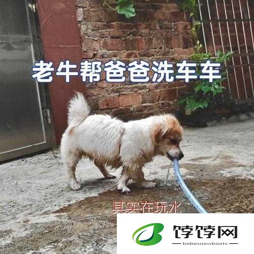 老牛嫩草一二三产品区别：特性与差异解析