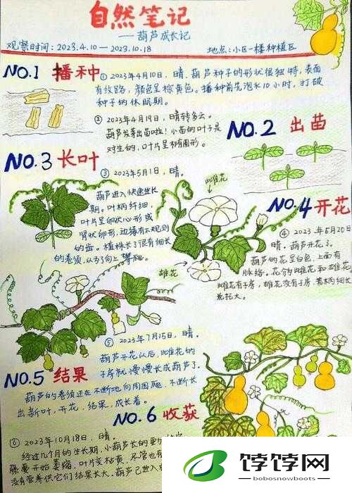 丝瓜草莓向日葵卐卍：探索神秘的植物组合