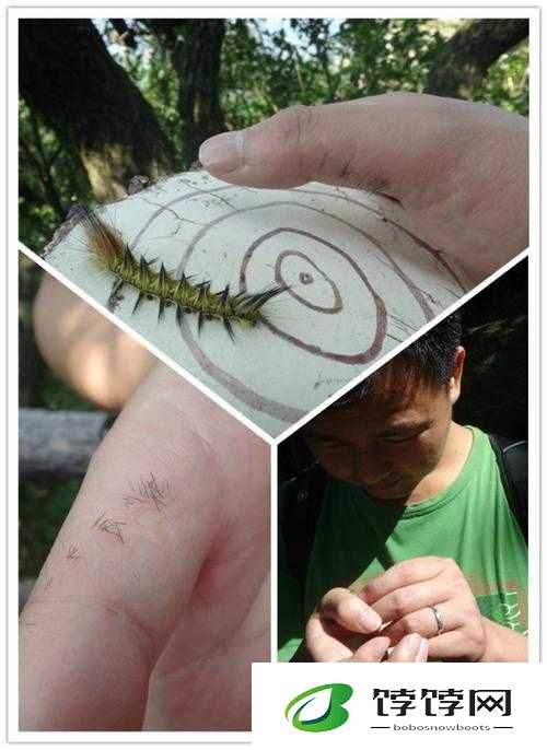 他的舌头探进蜜源毛毛虫说说视频：令人震惊的奇景