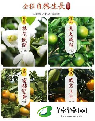 玉杵入牦户天下奇：吃桔带皮真奇妙