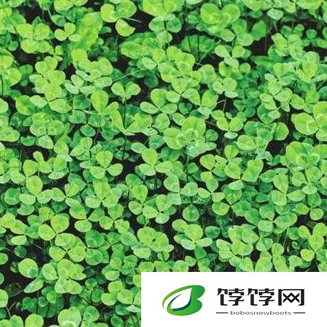 成品人精品人的区别四叶草：深度剖析其内涵