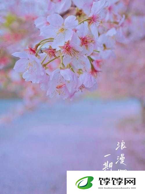 请用你的手打扰我樱花：一场浪漫与冲突的邂逅