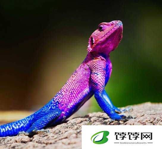 美国ZOOZOON：令人震惊的动物奇观