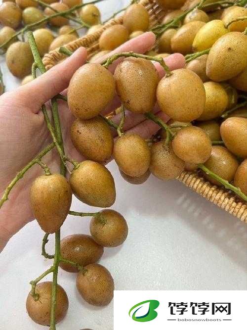W.W.W 黄皮：一种独特的水果