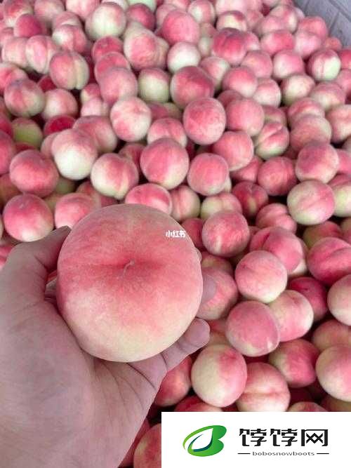 SN3858 粉色水蜜桃资源尚未更新：究竟为何？