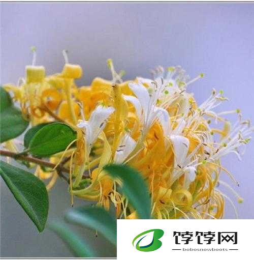 师徒 1v2 金银花：一段惊世的传奇对决