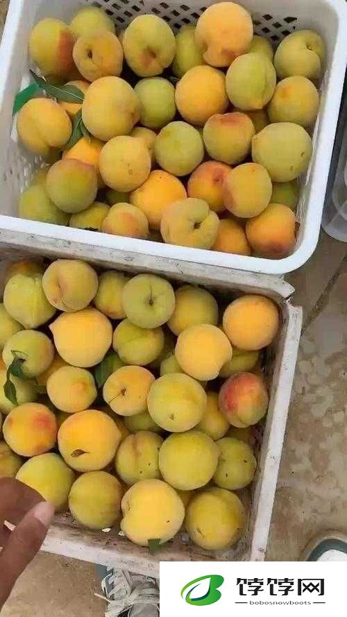 9612 黄桃网站手机：据说可让你告别烦恼