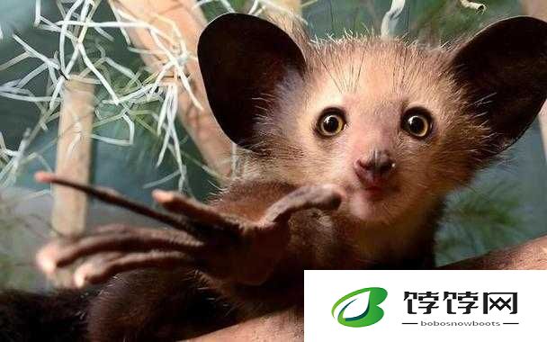 鑰佽壊椹：神秘的独特存在