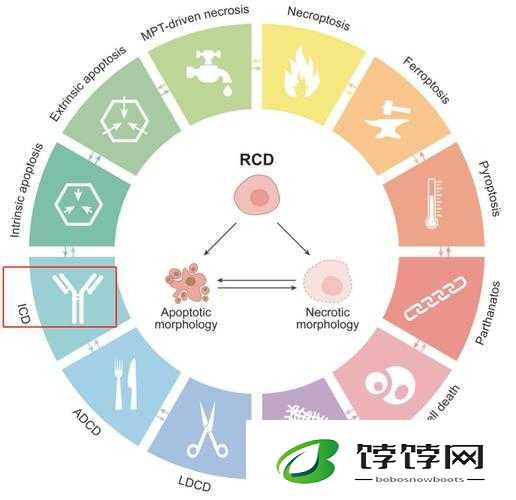死亡细胞的非凡作用：探讨其实际效果与重要性