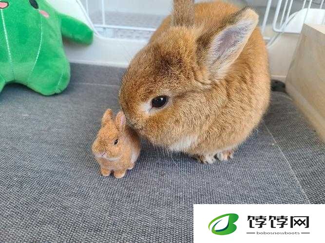 吃女朋友小兔兔的心理学分析之探究