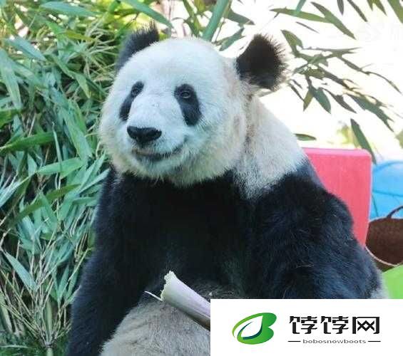 介绍神魔萌宠获取方法，萌宠熊猫乃刷图绝佳利器