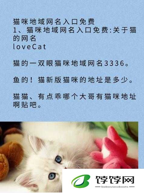 猫咪最新永久地域网名是什么：探索猫咪的神秘世界