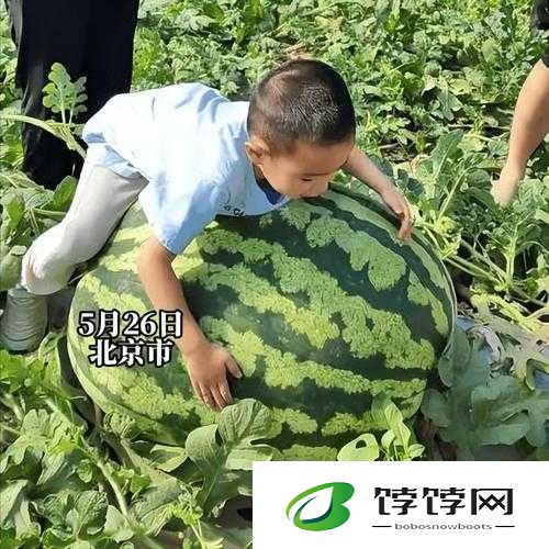 911 红领巾吃瓜爆料今日大瓜：震撼来袭