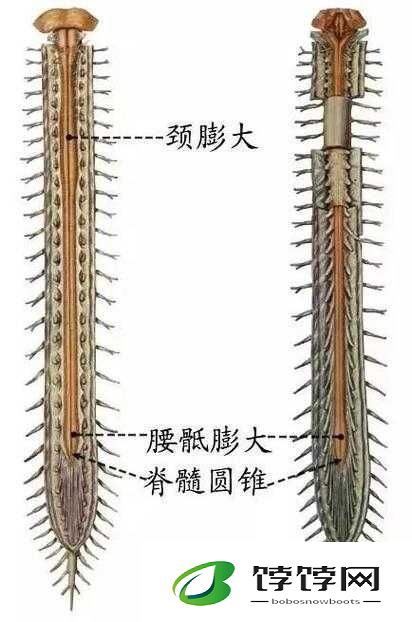 颈腰挺过那层薄膜：勇往直前